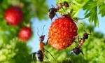 Jak se vypořádat se zahradami mravencemi v zemi a zeleninové zahradě